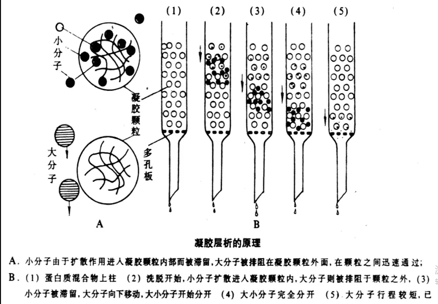 如何制作葡聚糖凝胶柱？